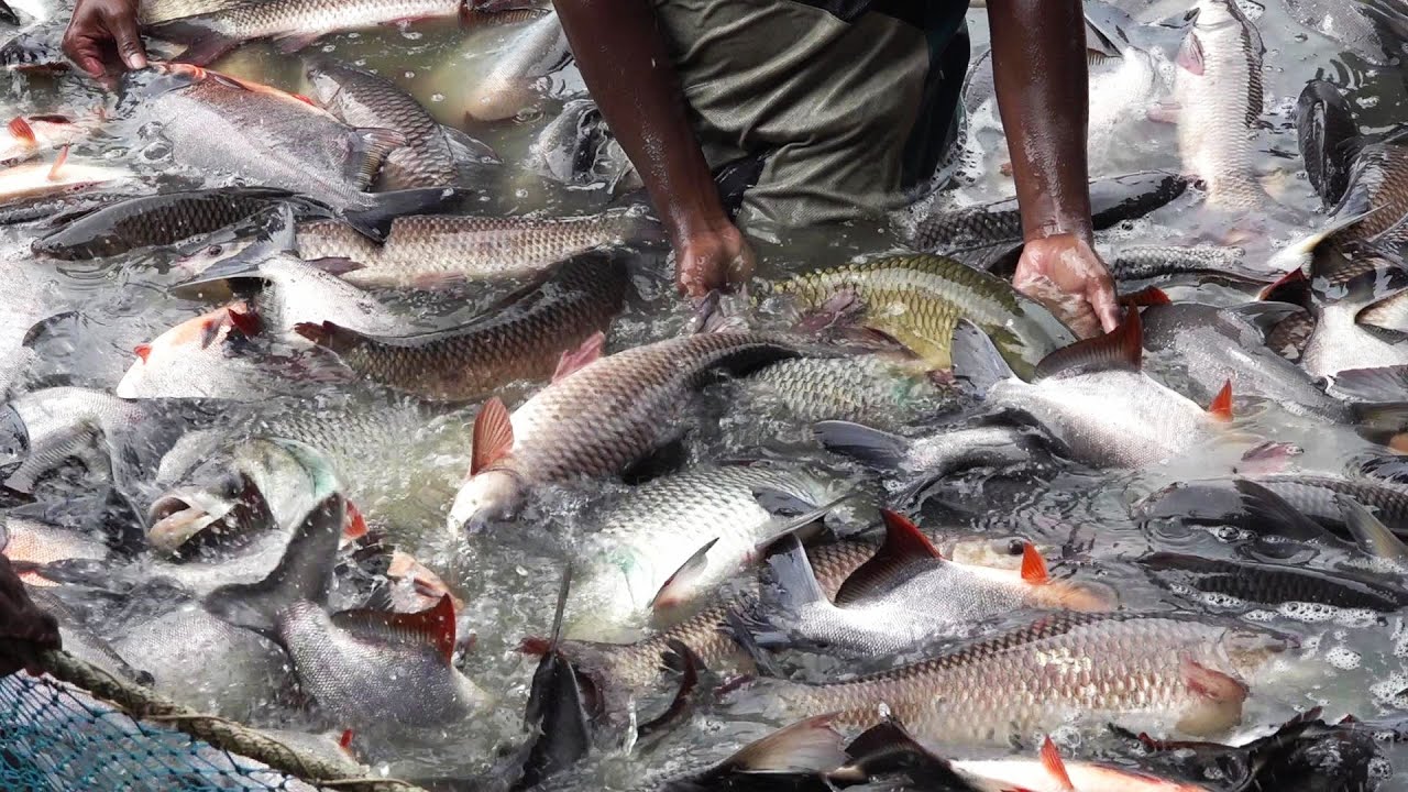 Fish Harvest